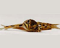 Pesticide Combinations Imperil Frogs
