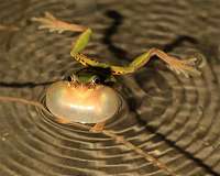 Dinosaurs' loss was frogs' gain: The upside of a mass extinction