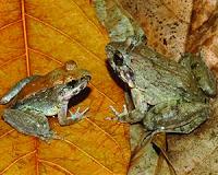 Unique Sulawesi frog gives birth to tadpoles