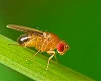 To attract mates, male fruit flies sing songs with their wings