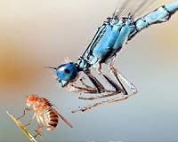 Quick getaway: How flies escape looming predators