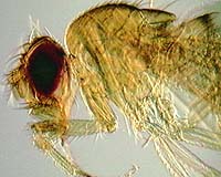 Massive Project Reveals Shortcomings Of Modern Genome Analysis