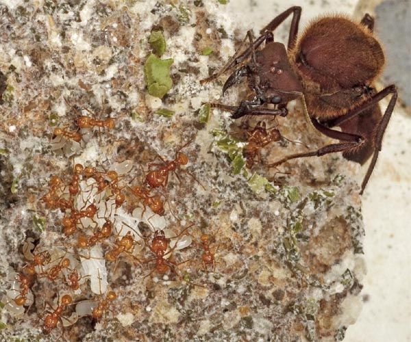Asteroid impact may have prompted ants to begin farming fungi 66 million years ago