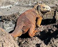 Iguanas reintroduced to Santiago Island in Galapagos