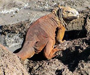 Patterns of antibiotic-resistant bacteria found in Galapagos reptiles