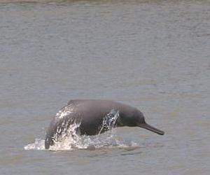 Japan experts to conduct study on Chilika lake dolphins