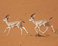 Gazelles Shrink Liver And Heart To Reduce Oxygen Consumption During Drought