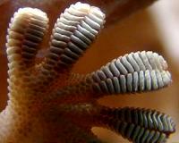 Gecko Grippers Get a Microgravity Test Flight