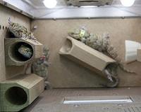 Chilly end for geckos sent into space by Russia