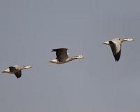Geese change migratory flight plan to cope with climate change