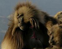 In one aspect of vision, computers catch up to primate brain