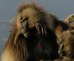 Primates: Now with only half the calories!