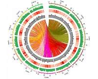 A whole-genome sequenced rice mutant resource for the study of biofuel feedstocks