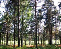 Carbon accumulation by Southeastern forests may slow