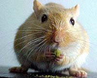 Mice and men: space gerbils blaze trail for humans to Mars