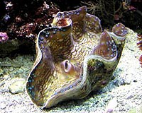 Giant clams make come back in Philippines thanks to science