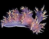 Georgia State neuroscientists rewire brain of 1 species to have connectivity of another