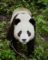 Panda Population Far Higher Than Expected Scientists