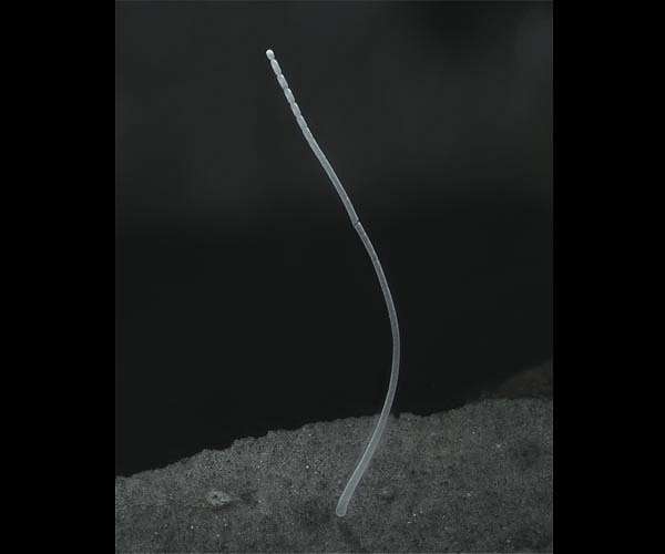 Giant bacteria found in Guadeloupe mangroves challenge traditional concepts