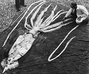 Deep-sea squid can 'jettison arms' as defensive tactic