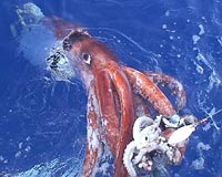 Thermal switch discovered in engineered squid-based biomaterials