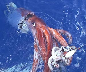 Monster from the deep hits the surface