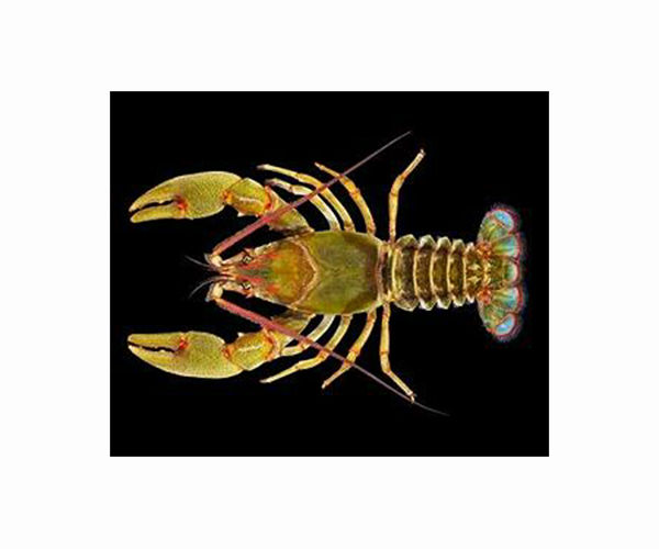 Crayfish 'trapping' doesn't control invasive species