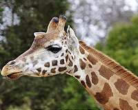 S.African film-maker killed by giraffe