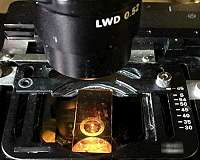 Newly improved glass slide turns microscopes into thermometers
