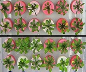 Major legal blow to European anti-GM crops lobby