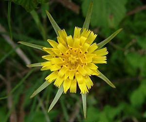 'Rules' may govern genome evolution in young plant species