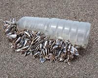 Plastic debris crossing the Pacific can transport more species with the help of barnacles