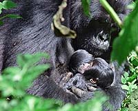 DRCongo rebels seize gorilla sanctuary, government camp