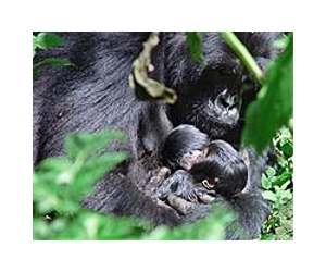 DR Congo conflict puts endangered mountain gorillas in peril