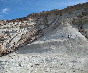 'True grit' erodes assumptions about evolution