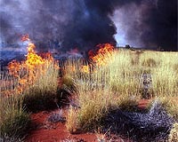 Living With Grassfires In Australia