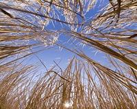 Forests crucial for limiting climate change