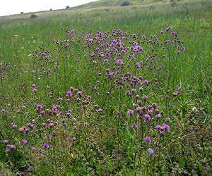 European grasslands challenge rainforests as the most species-rich spaces on Earth