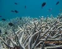 Scientists discover resilient 'heart' of Great Barrier Reef