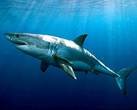 Australian sharks to be tracked at any time
