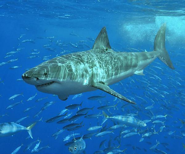 Shark net protects swimmers in French Pacific territory