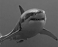 Preserved Shark Fossil Adds Evidence To Great White's Origins