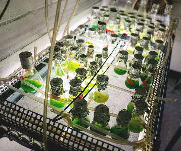 Efficient Green Hydrogen Production from Urine
