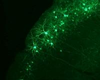 Research reveals how neurons communicate