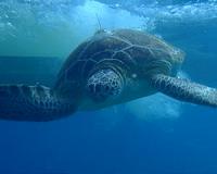 Sea turtles with tumors fill Florida hospital