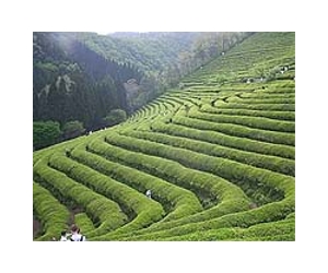 Japan firm recalls China tea on pesticide fears