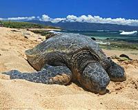 World Turtle Day: What to know and how to help