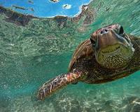 Smugglers arrested in Malaysia with over 3,000 rare turtles