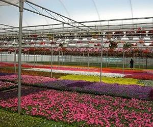 New Software Calculates Heating Costs In Greenhouse Operations