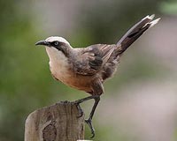 Climate change turning Aussie birds into featherweights: study